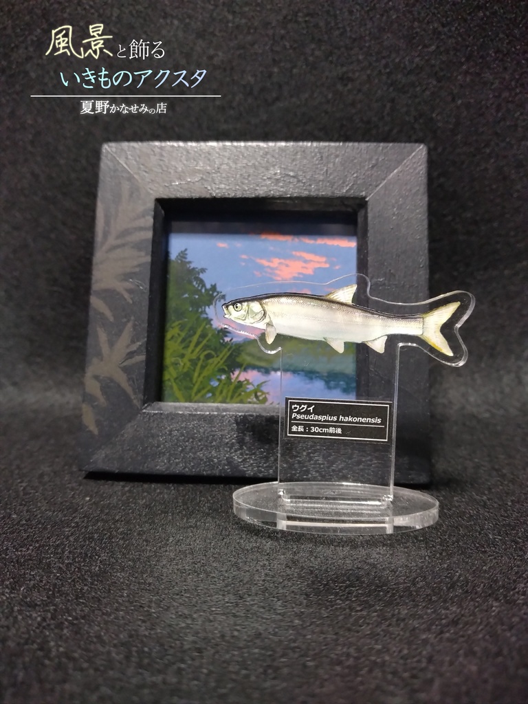 風景と飾るいきものアクスタ【ウグイ】