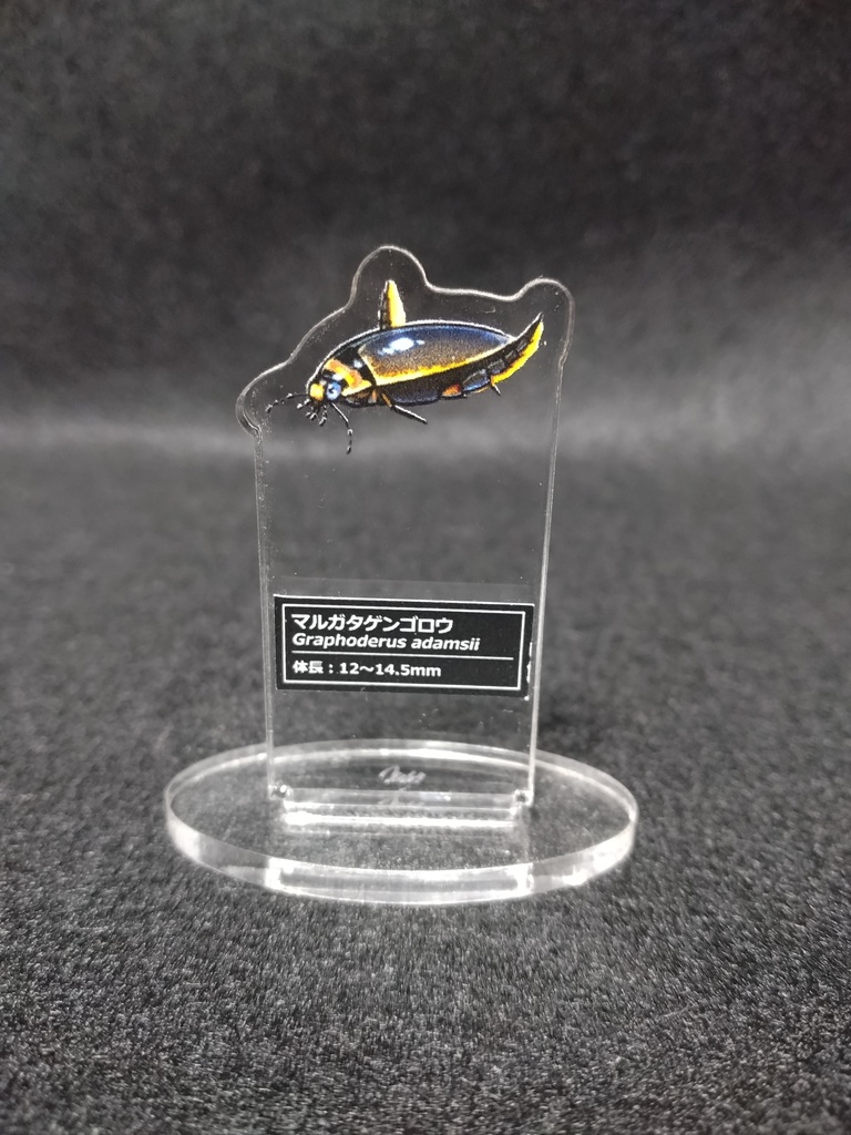 マルガタゲンゴロウアクスタ単品