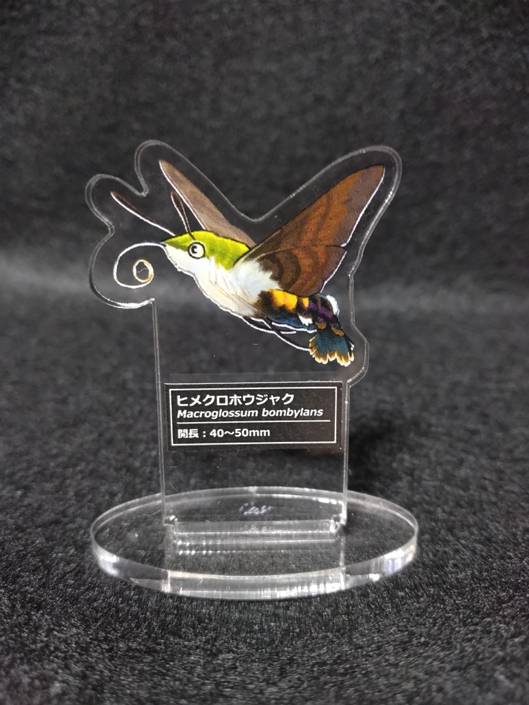 ヒメクロホウジャクアクスタ単品