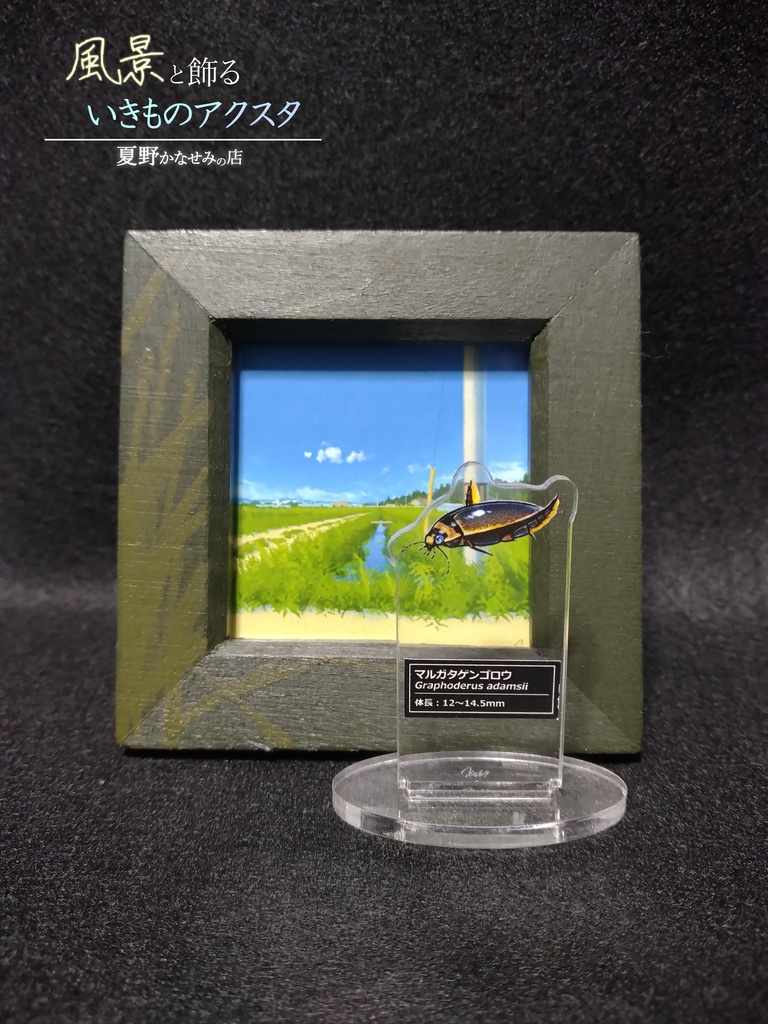 ＜展示品、一点限り！＞風景と飾るいきものアクスタ【マルガタゲンゴロウ】