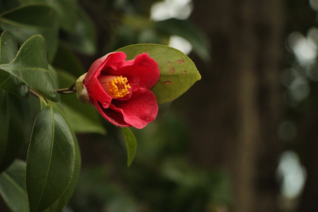 それぞれの恋の話