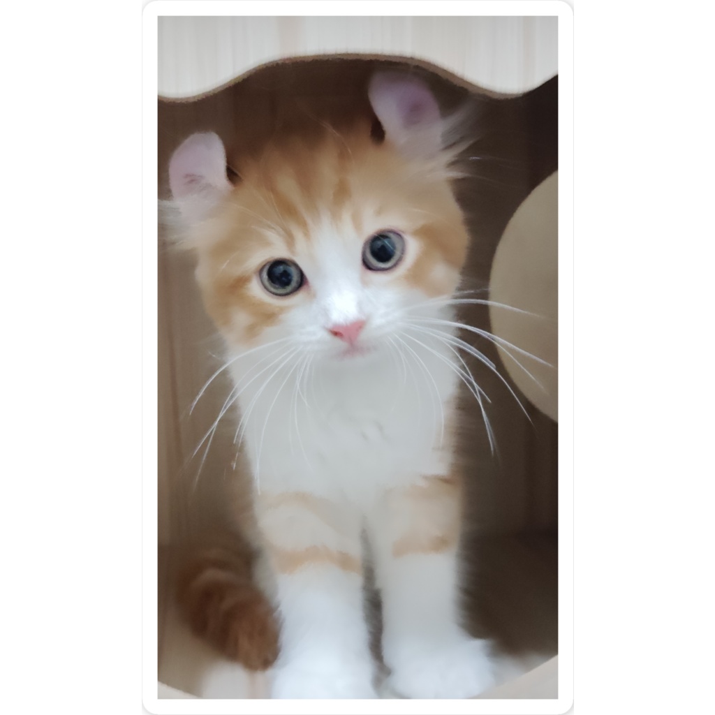 可愛い子猫🐱A