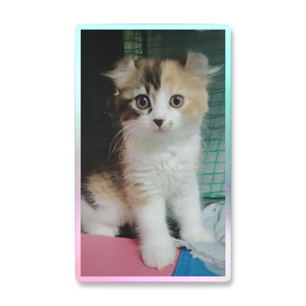 可愛い子猫🐱Aa