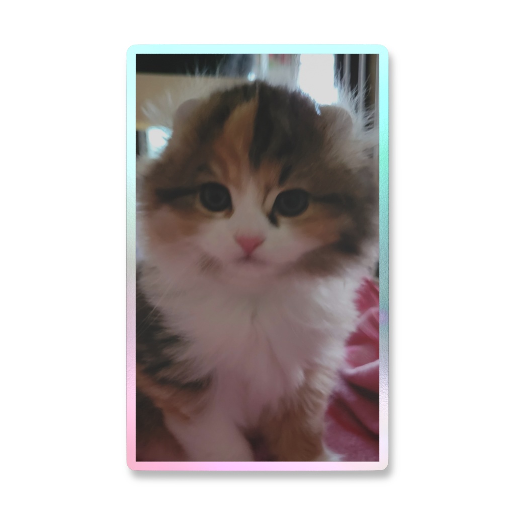 可愛い子猫🐱ちびA