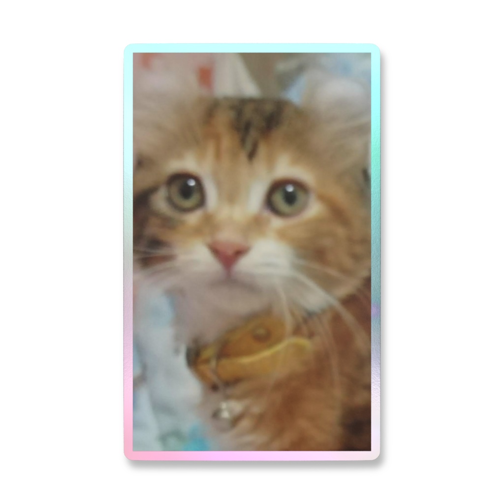 可愛い子猫🐱みA