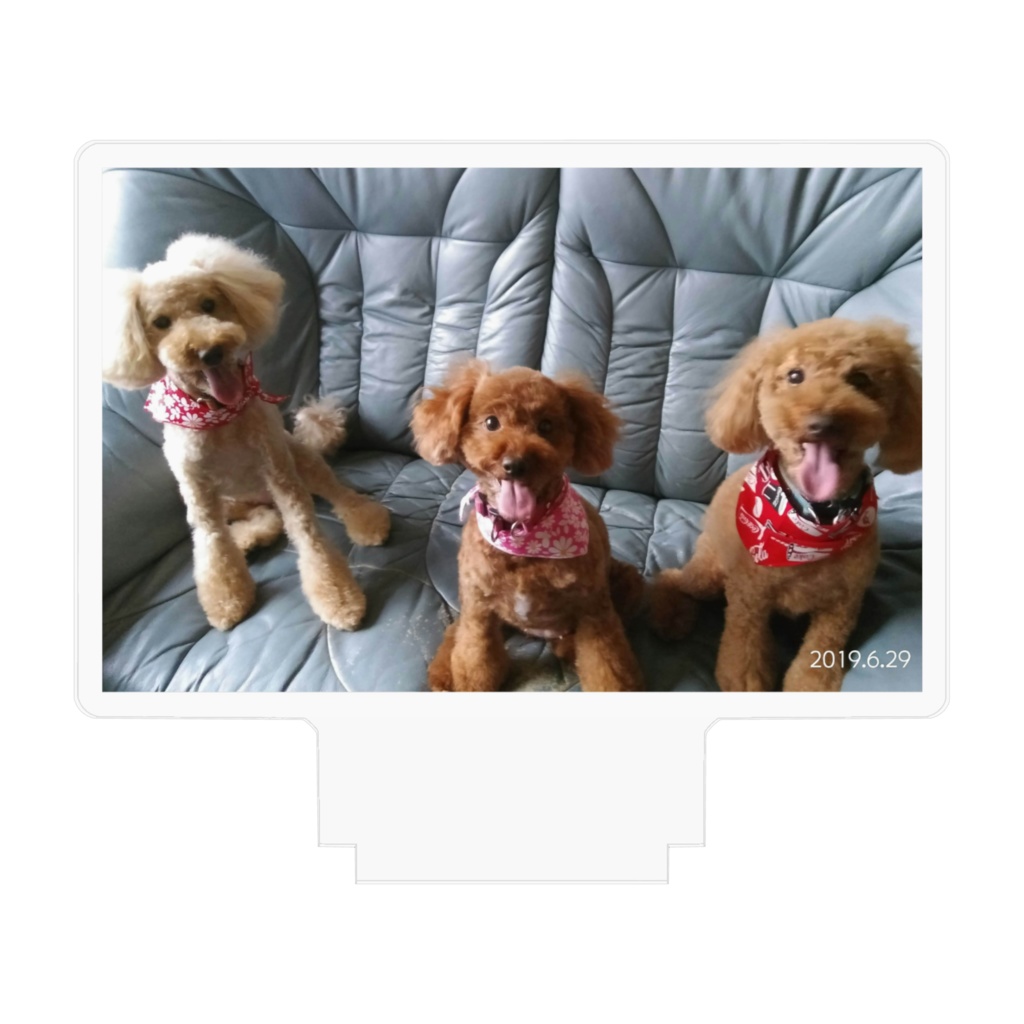 可愛いトイプードル❤3