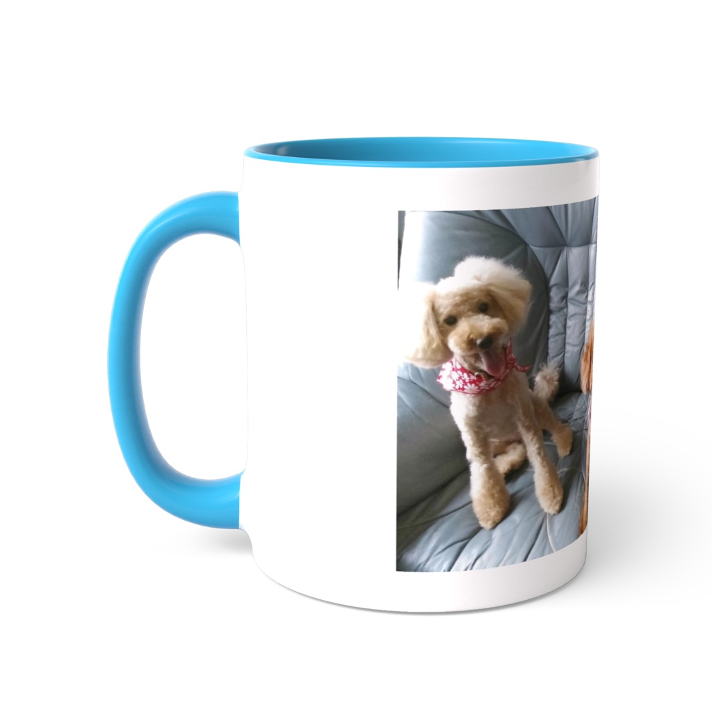 可愛い❤トイプードル❤3匹❤