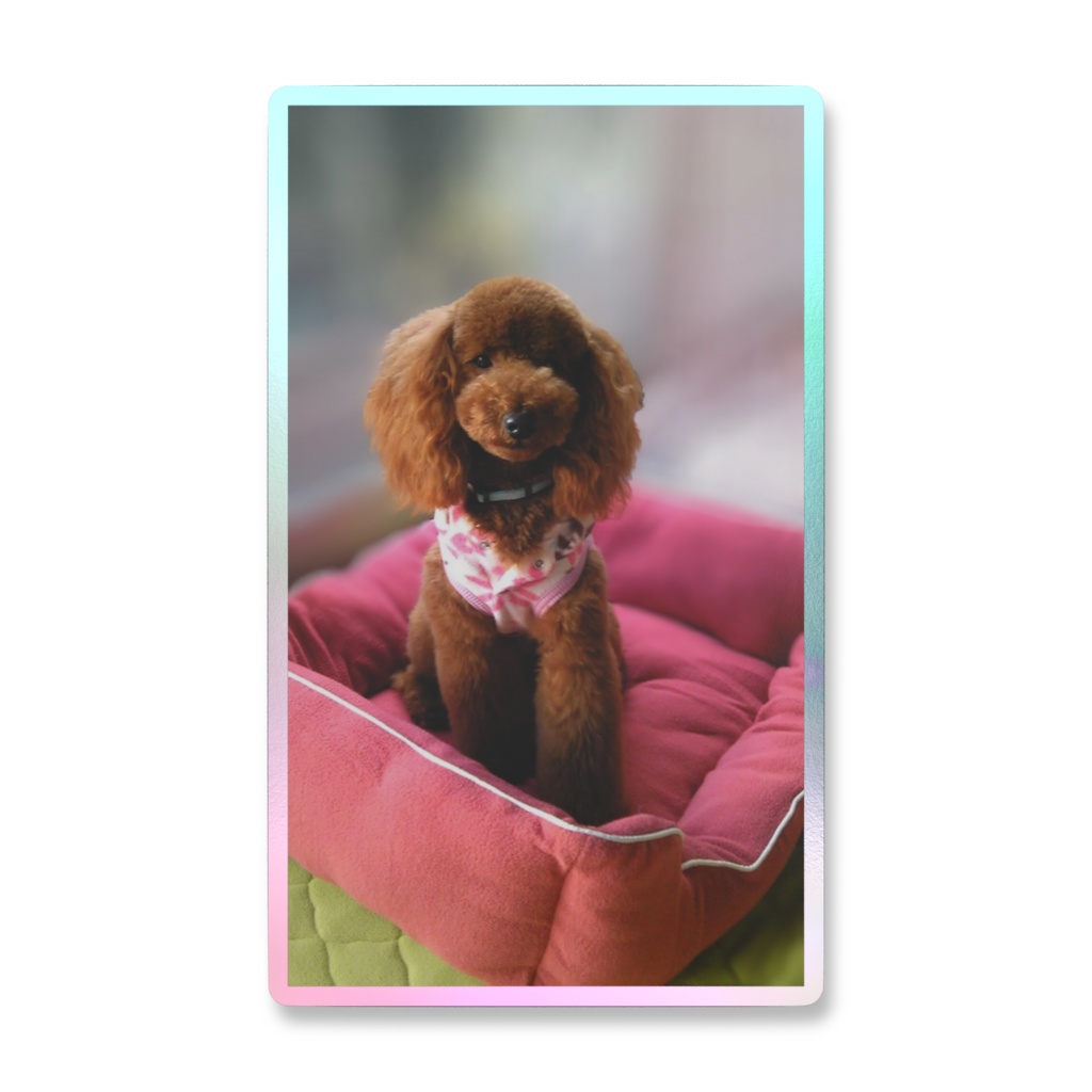 可愛いトイプードル❤