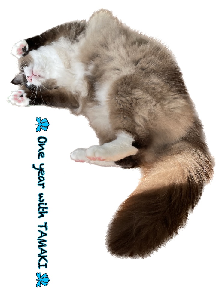 うちの子カレンダー(1月始まり)