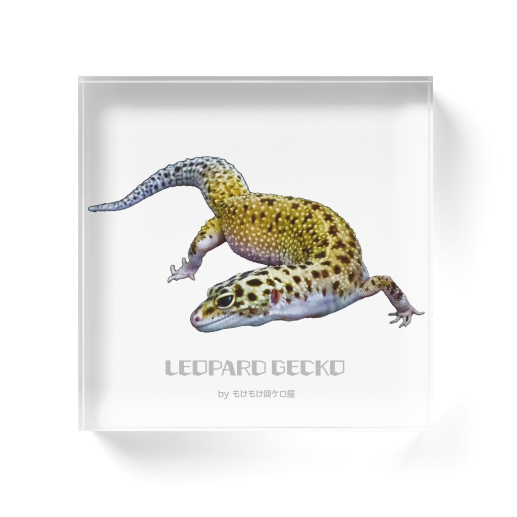 ヒョウモントカゲモドキ アクリルブロック