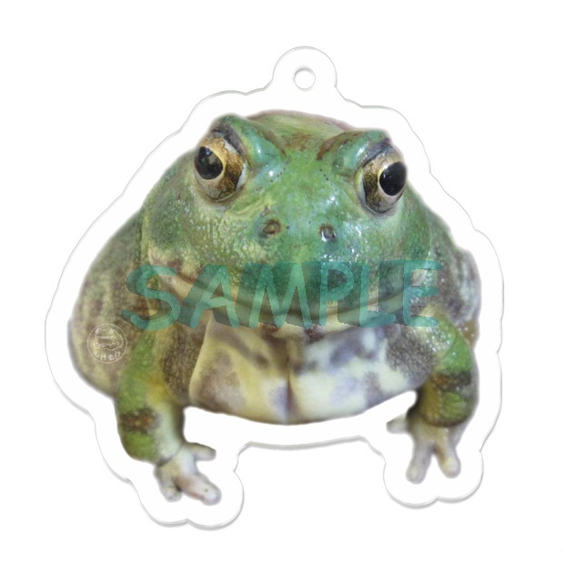 チャコガエルのアクリルキーホルダー(ナスカン付き)