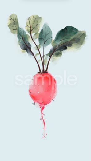 新鮮な野菜 赤色大根 アニメーション　番号: an02