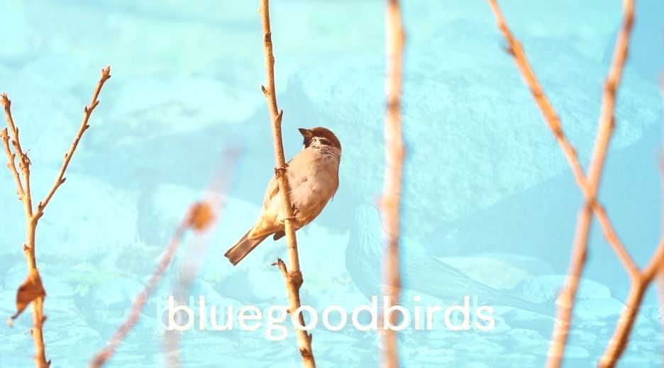 小鳥動画素材１本