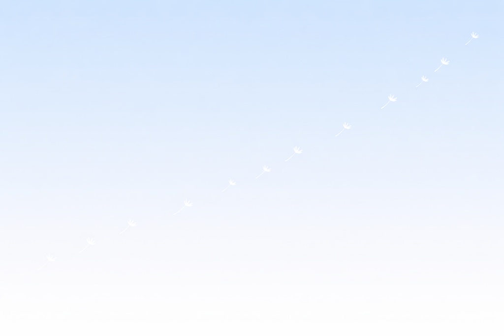 青空とたんぽぽ綿毛のミニマル背景（ライトブルー）16:9