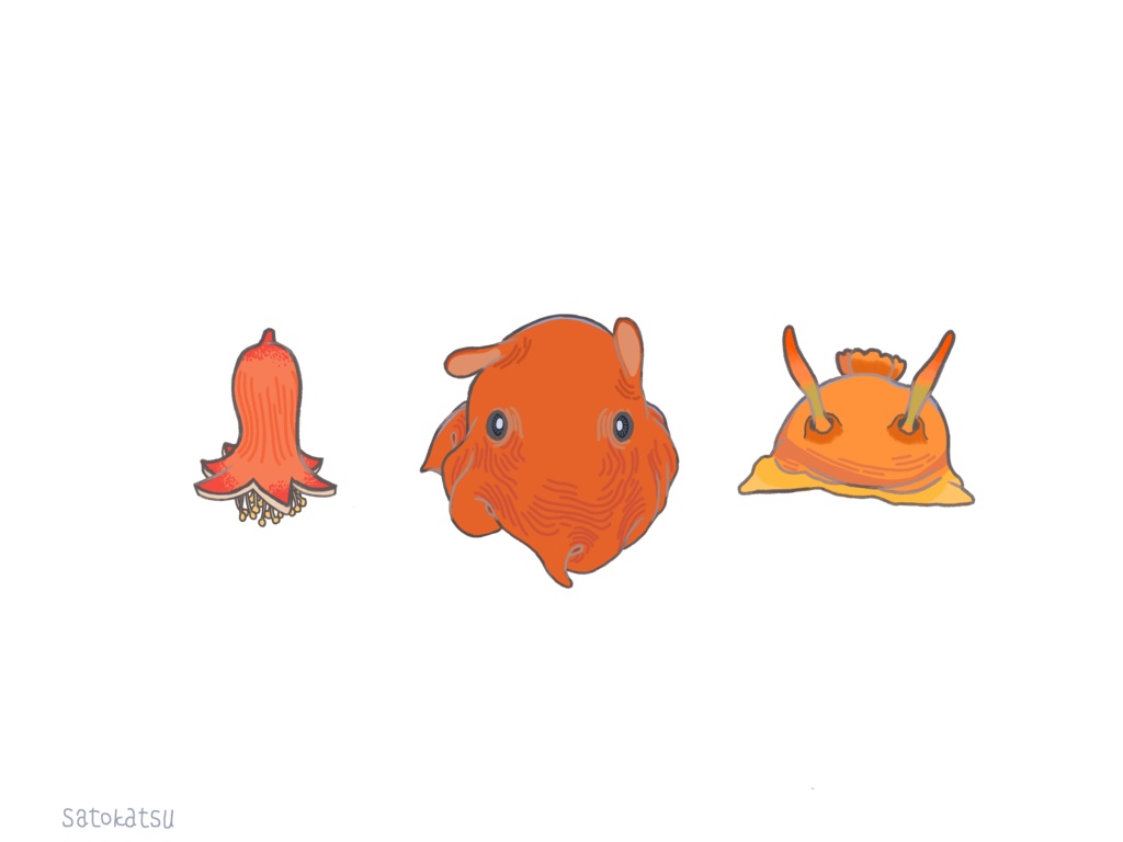 メンダコの仲間たち