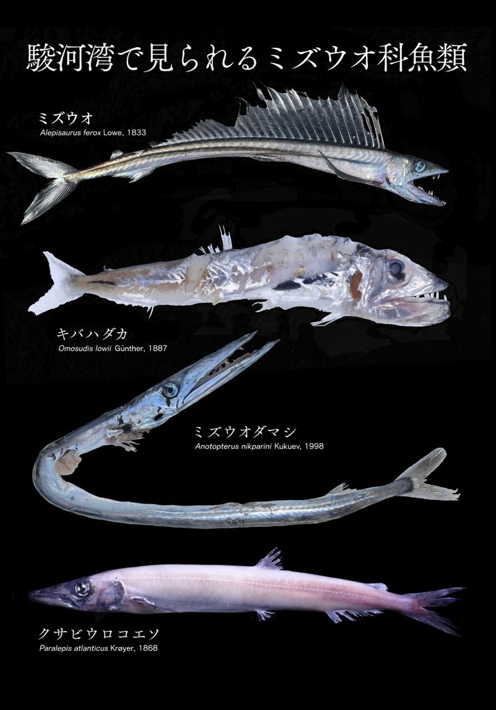 駿河湾でみられるミズウオ科クリアファイル