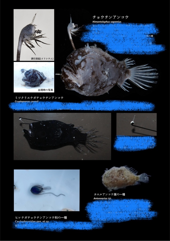 ミズウオ解体新書 2025