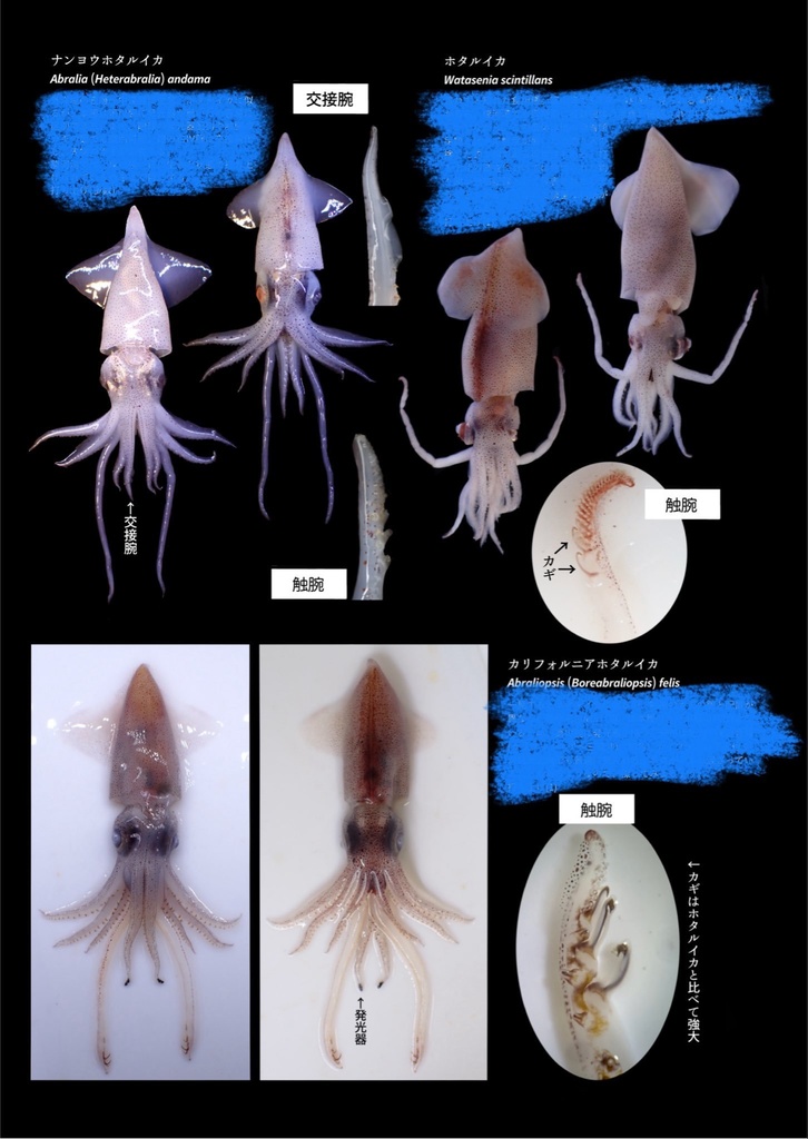 ミズウオ解体新書 2025