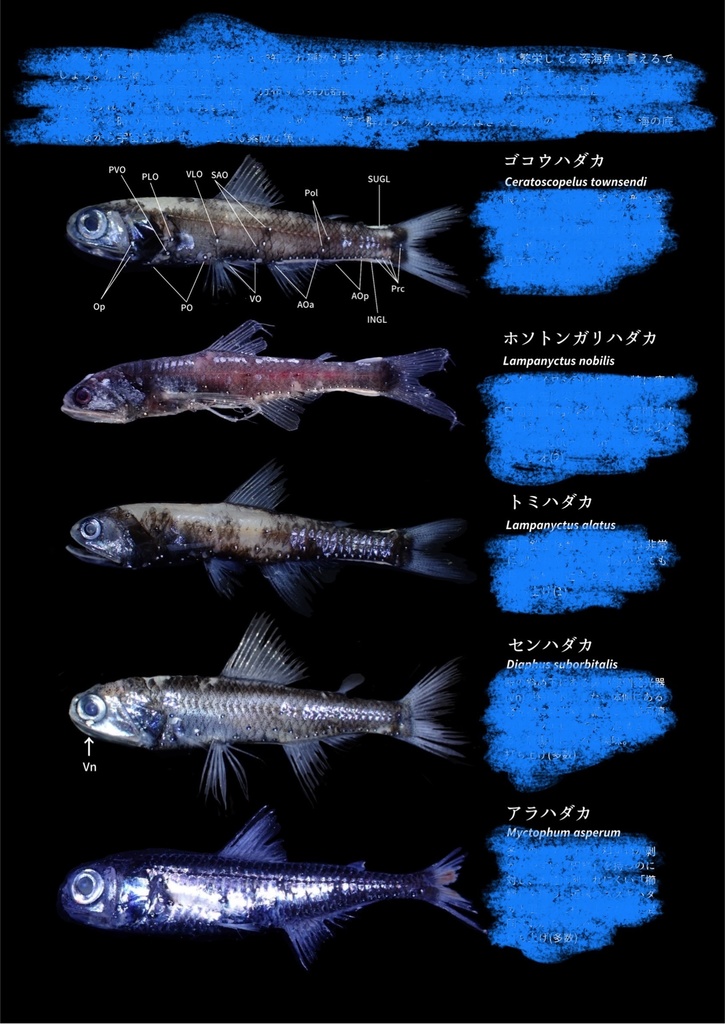 ミズウオ解体新書 2025