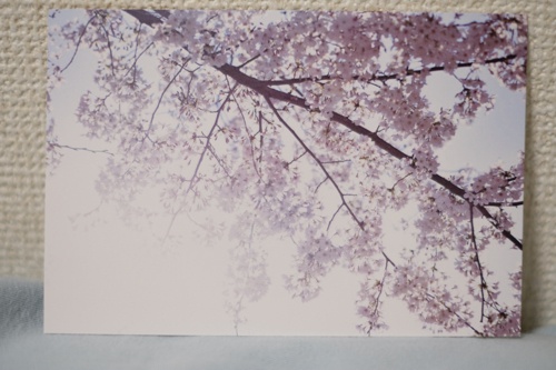 ポストカード「cherry blossoms」