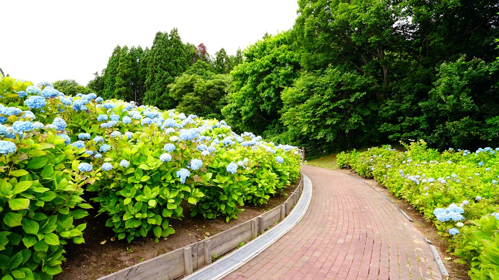 【アジサイの花】写真素材44枚セット・3840px or 6000px