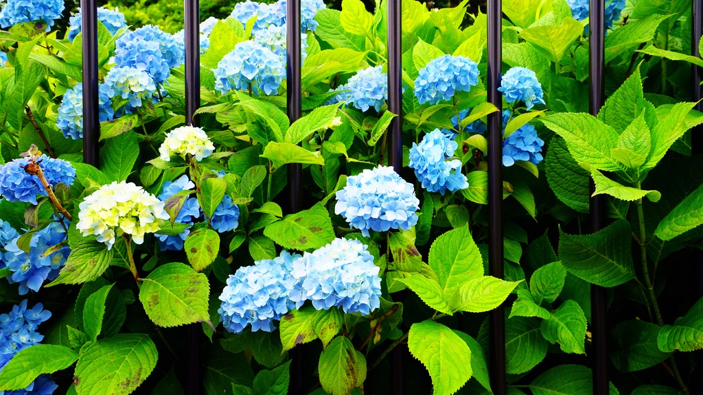 【アジサイの花】写真素材44枚セット・3840px or 6000px
