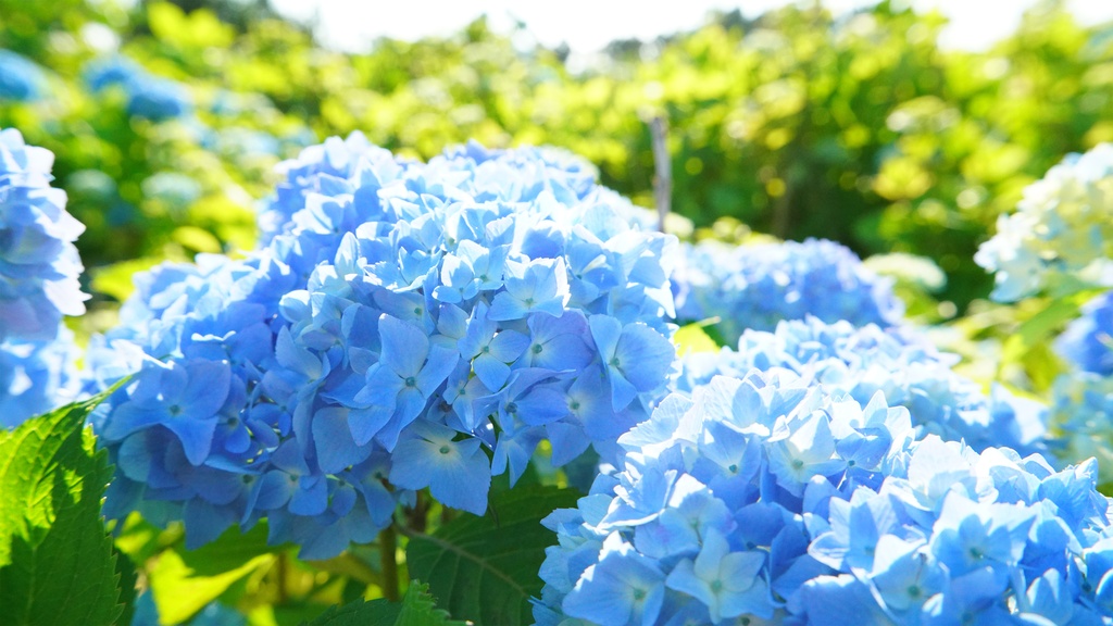 【アジサイの花】写真素材44枚セット・3840px or 6000px