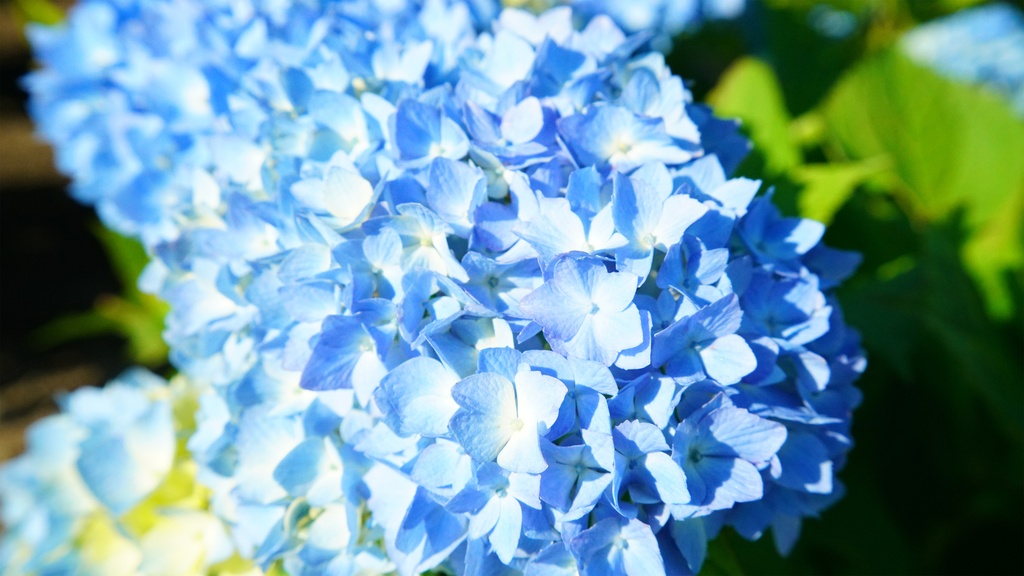 【アジサイの花】写真素材44枚セット・3840px or 6000px