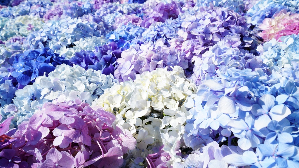 【アジサイの花】写真素材44枚セット・3840px or 6000px