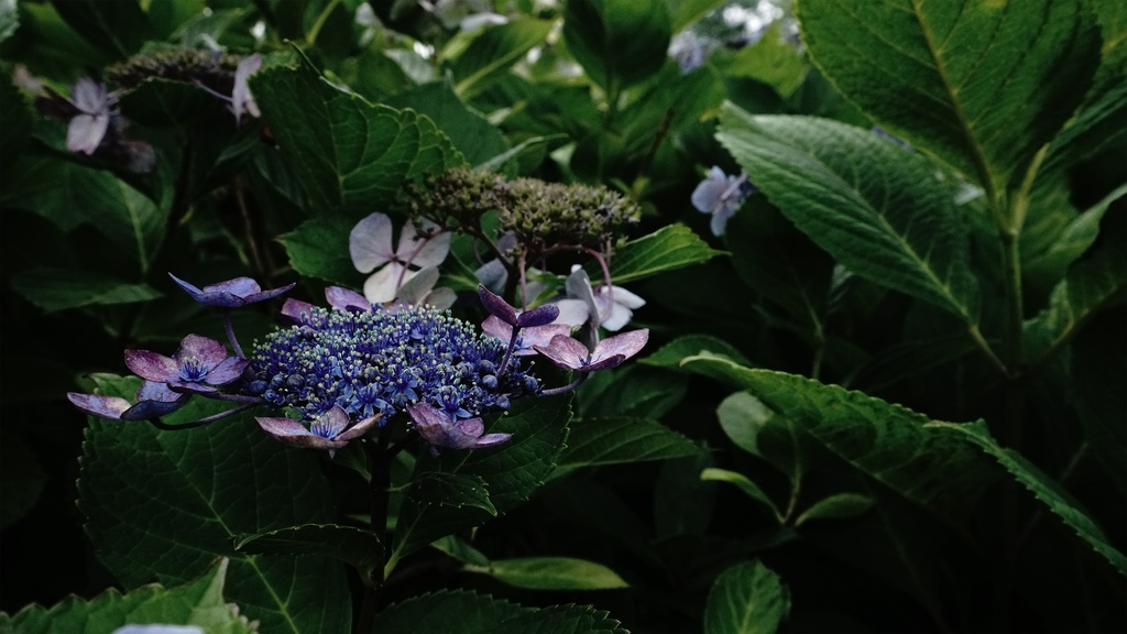 【アジサイの花】写真素材44枚セット・3840px or 6000px