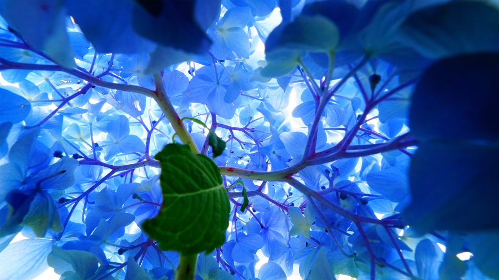 【アジサイの花】写真素材44枚セット・3840px or 6000px