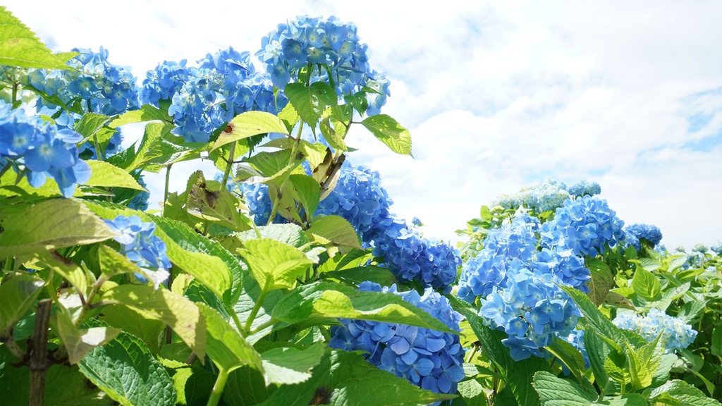 【アジサイの花】写真素材44枚セット・3840px or 6000px