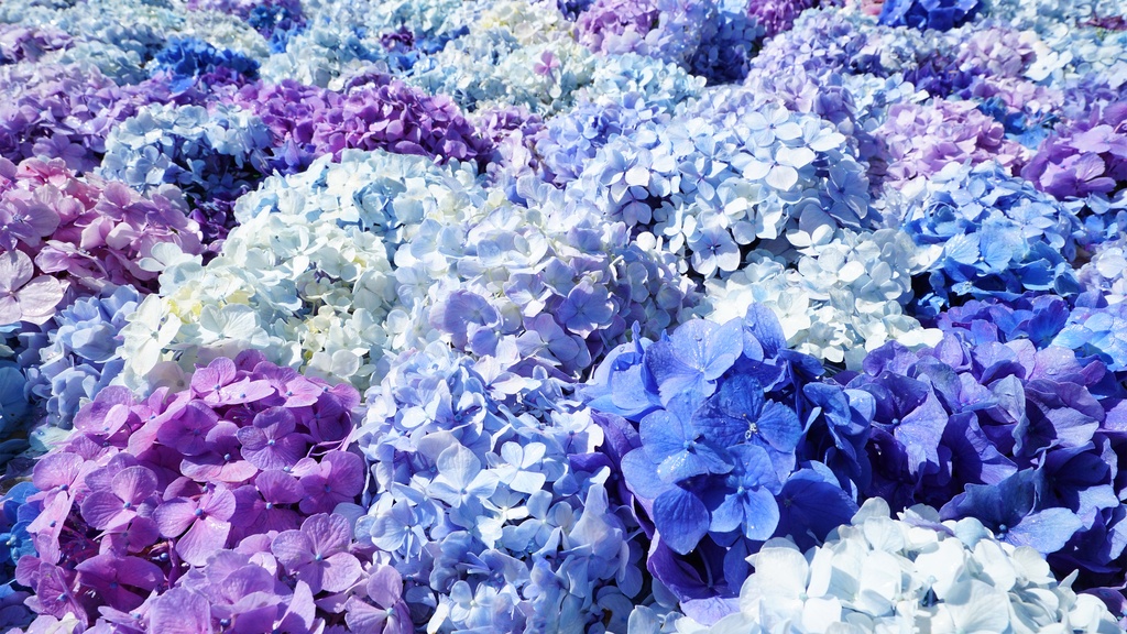 【アジサイの花】写真素材44枚セット・3840px or 6000px