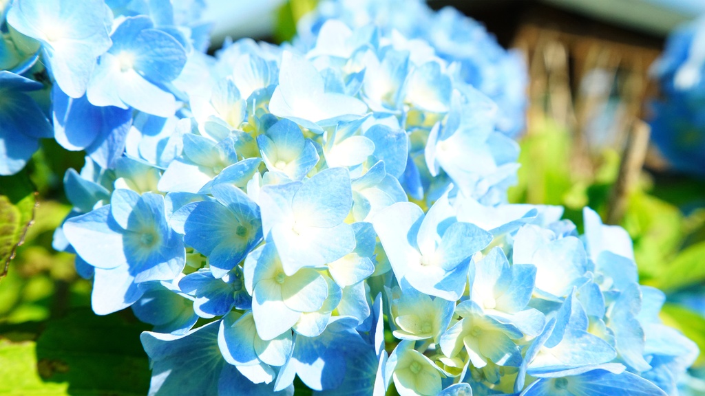 【アジサイの花】写真素材44枚セット・3840px or 6000px