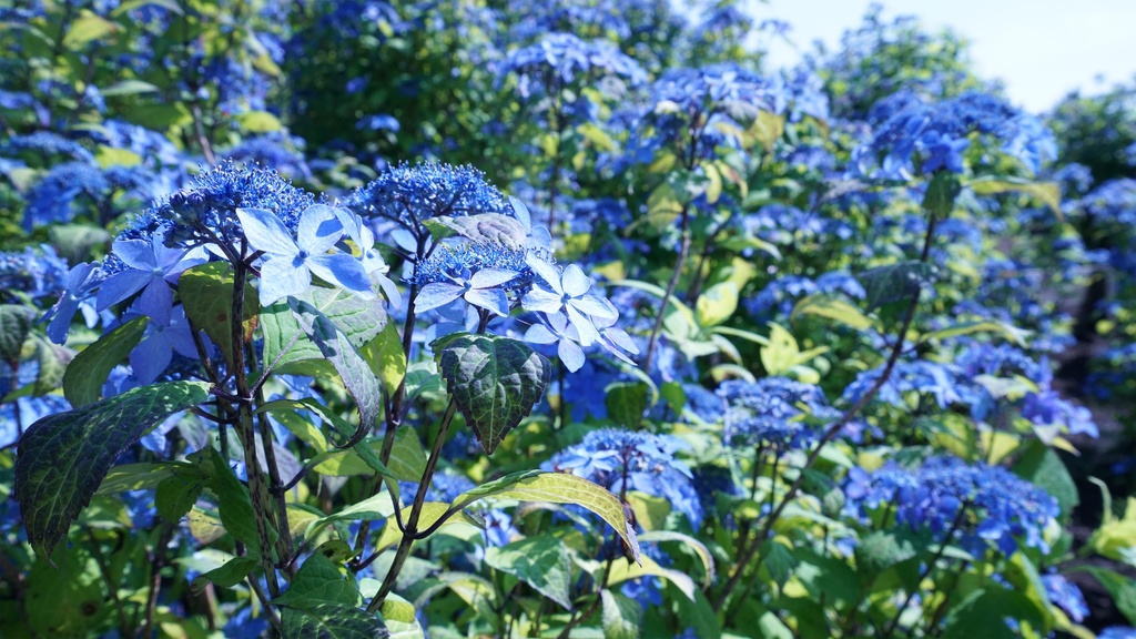 【アジサイの花】写真素材44枚セット・3840px or 6000px