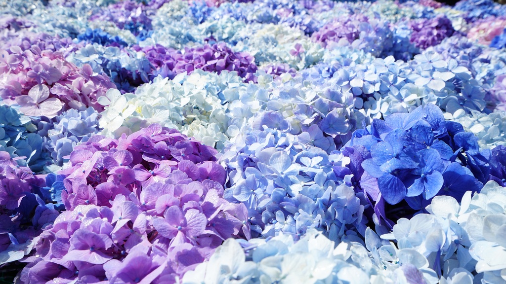 【アジサイの花】写真素材44枚セット・3840px or 6000px