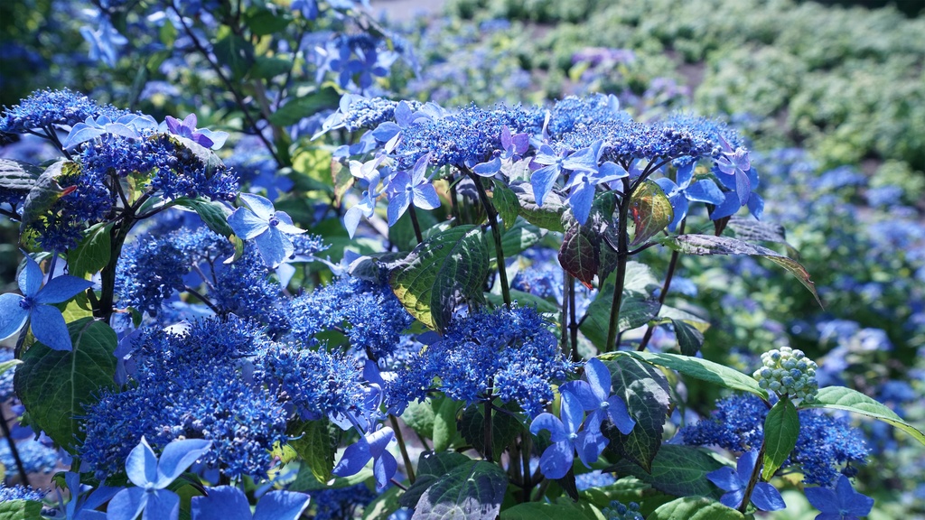 【アジサイの花】写真素材44枚セット・3840px or 6000px