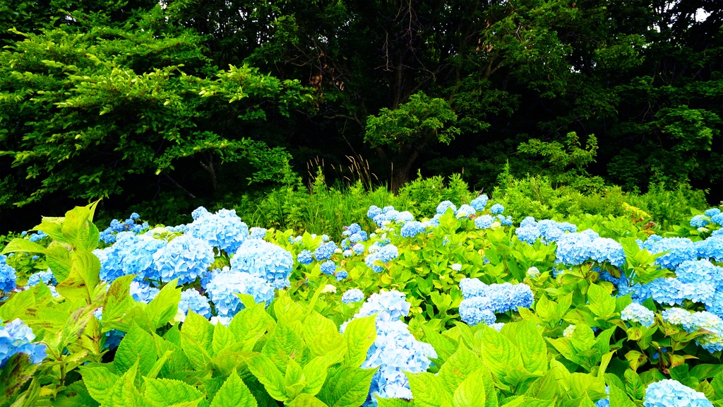 【アジサイの花】写真素材44枚セット・3840px or 6000px