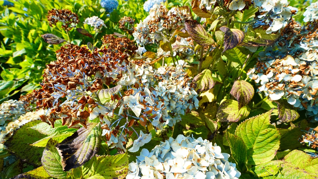【アジサイの花】写真素材44枚セット・3840px or 6000px