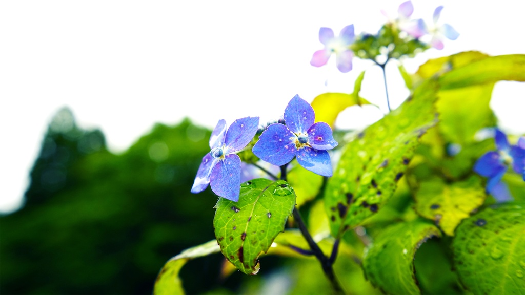 【アジサイの花】写真素材44枚セット・3840px or 6000px