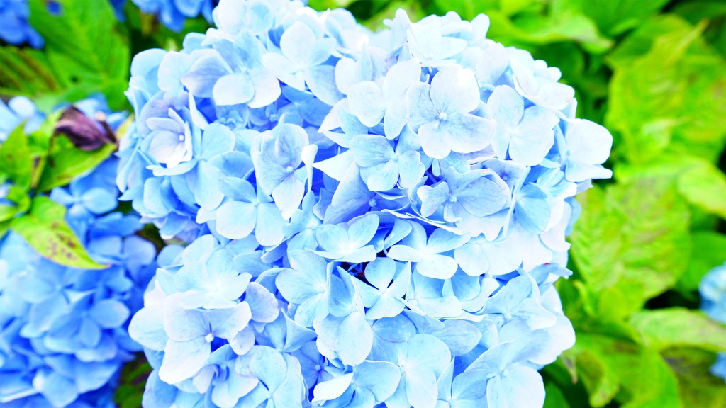 【アジサイの花】写真素材44枚セット・3840px or 6000px