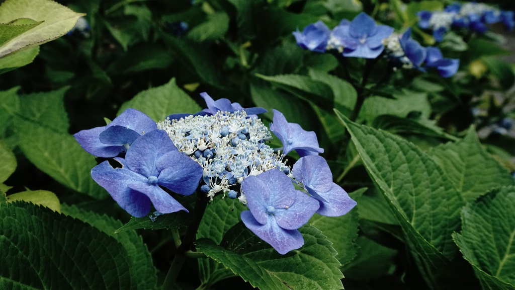 【アジサイの花】写真素材44枚セット・3840px or 6000px