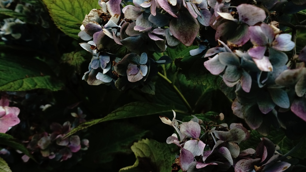 【アジサイの花】写真素材44枚セット・3840px or 6000px