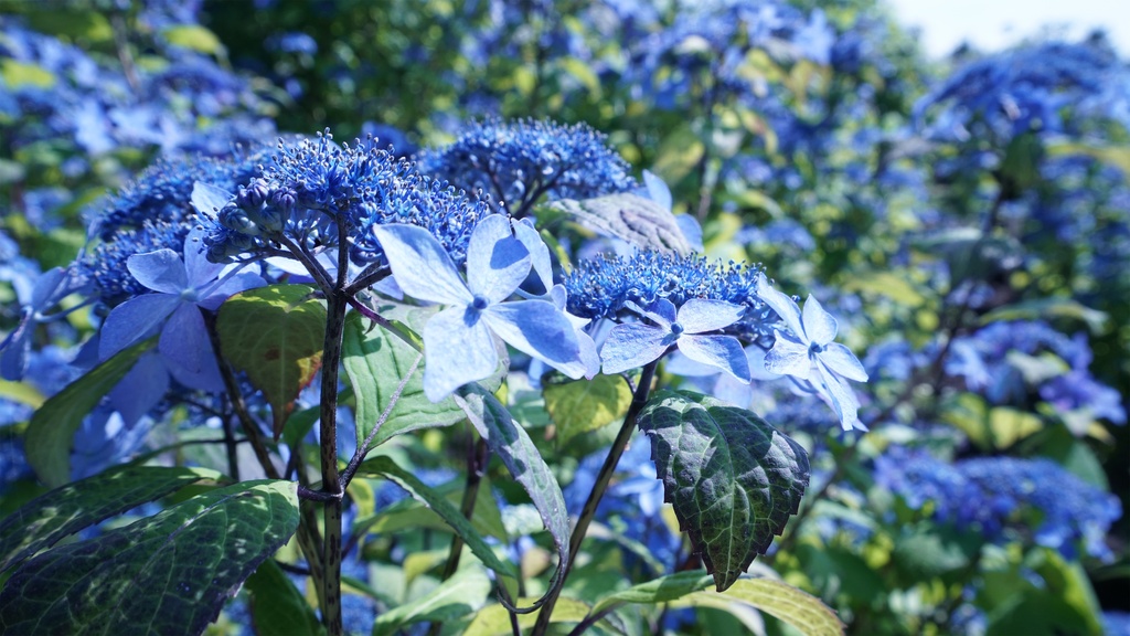 【アジサイの花】写真素材44枚セット・3840px or 6000px
