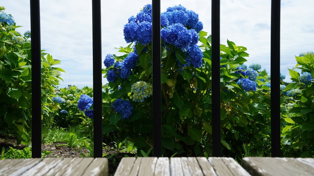 【アジサイの花】写真素材44枚セット・3840px or 6000px