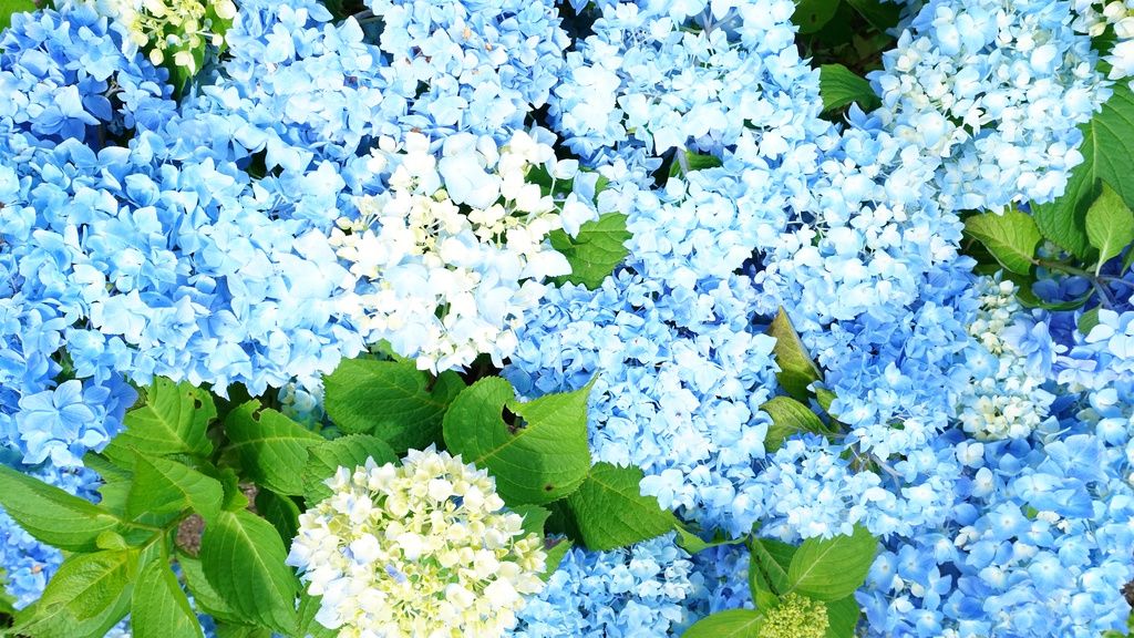 【アジサイの花】写真素材44枚セット・3840px or 6000px