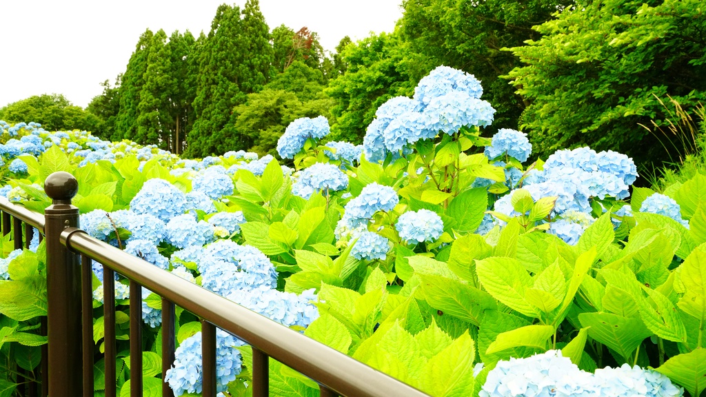 【アジサイの花】写真素材44枚セット・3840px or 6000px