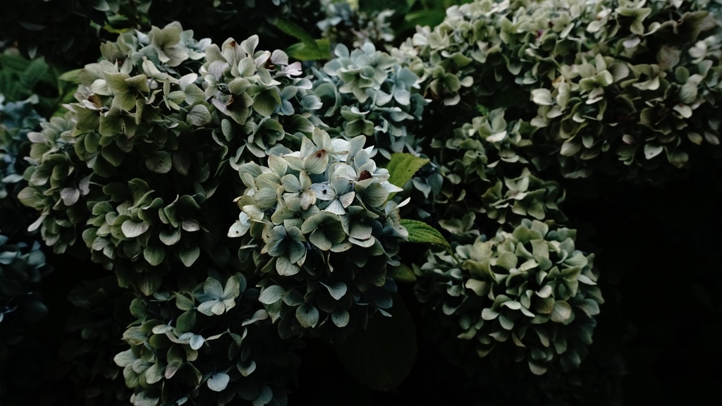 【アジサイの花】写真素材44枚セット・3840px or 6000px