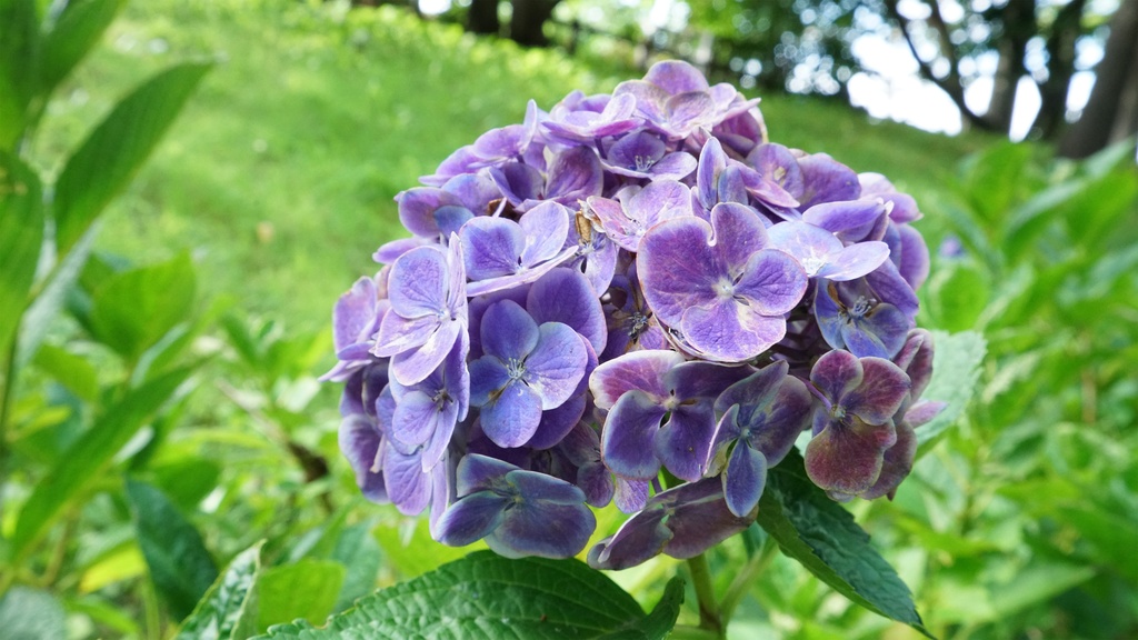 【アジサイの花】写真素材44枚セット・3840px or 6000px