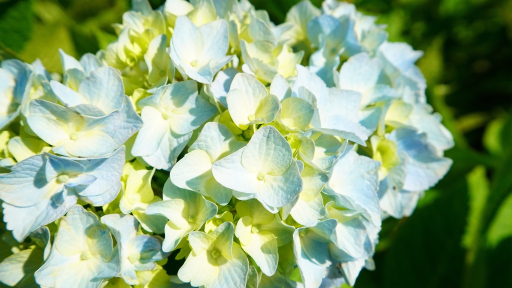 【アジサイの花】写真素材44枚セット・3840px or 6000px